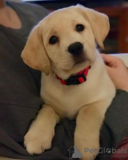 Фото №3. Лабрадор ретривер.  Германия