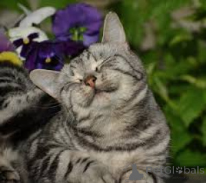 Фото №1. европейская короткошерстная - купить в Амстердам за 53805₽. Объявление №162718