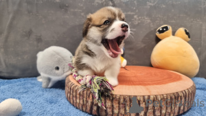 Фото №2 к объявлению №145096 о продаже вельш-корги - купить в России заводчик