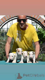 Фото №2 к объявлению №139008 о продаже американского питбультерьера - купить в Сербии 