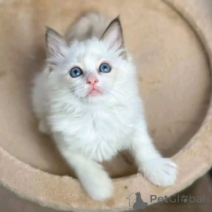 Фото №3. Ragdoll котята для усыновления. Германия