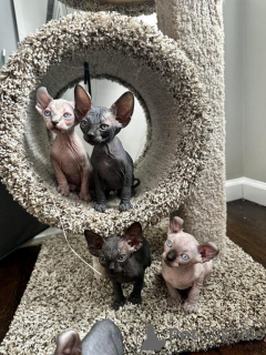 Фото №1. сфинкс - купить в Донцдорф за 32468₽. Объявление №150877