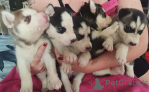 Фото №1. беспородная - купить в Али за Бесплатно. Объявление №157357