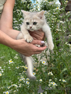 Фото №3. Шотландские котята. Беларусь