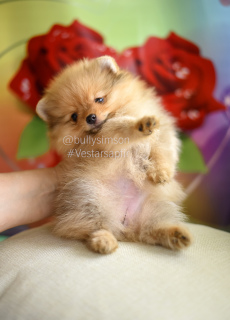 Дополнительные фото: Девочки померанского шпица Pomeranian puppies