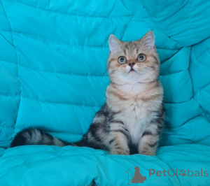 Фото №3. Шотландские котята с документами. Россия