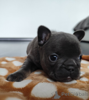 Фото №4. Продажа французского бульдога в Берлингероде частное объявление - цена 463835₽