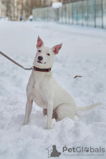 Фото №2 к объявлению №117578 о продаже беспородную - купить в России частное объявление