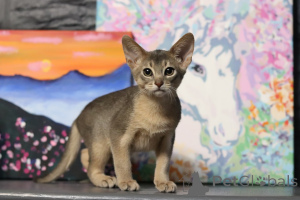 Фото №3. Абиссинские котята. Беларусь