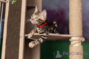 Фото №4. Продам бенгальскую в Минске частное объявление - цена 43485₽