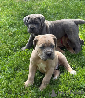 Фото №3. Nuttede Cane Corso очень красив и безопасен для всех.  Дания
