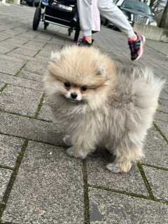 Фото №3. Померанский шпиц мини.  Германия