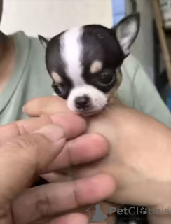 Фото №1. чихуахуа - купить в Город Теннесси за 62908₽. Объявление №165483