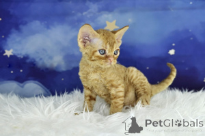 Фото №3. Kocięta rasy Devon Rex доступен на складе. Польша