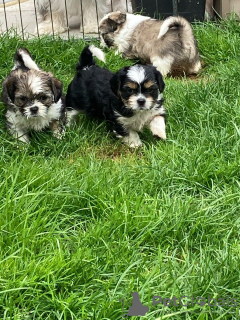 Фото №3. Adorable Shih Tzu Puppies for free adoption.  Германия