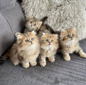 Фото №1. персидская - купить в Гамбург за 32468₽. Объявление №166423