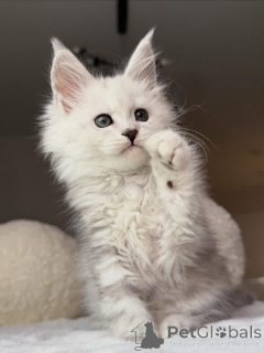 Фото №1. мейн-кун - купить в Эшфорд за договорная. Объявление №157085