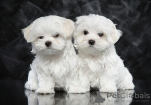 Фото №3. Cute Maltese puppies available for free adoptoin.  Германия