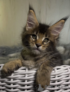 Фото №3. Котята мейн-кун. США