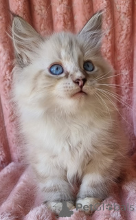 Фото №3. Знайомтесь із Самилом енергійним кошеням Невської маскарадної Seal Lynx Point &. Украина