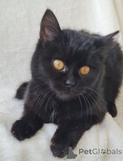 Фото №1.  - купить в Минске за Бесплатно. Объявление №161447