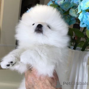 Фото №3. MINI Zwergspitz Pomeranian puppies.  Германия