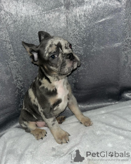 Фото №3. Ищу хороший дом для своих щенков..  США