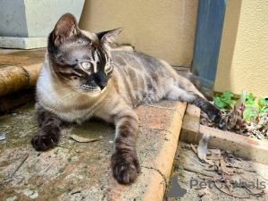 Фото №1. бенгальская - купить в Алст за 73924₽. Объявление №152702