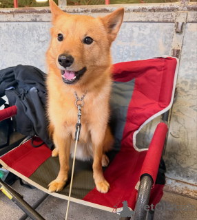 Фото №1. финский шпиц - купить в Ниже за 53921₽. Объявление №164330