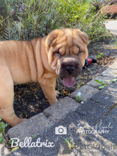 Дополнительные фото: 3 szczenięta Shar Pei na sprzedaż