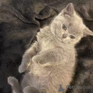 Фото №2 к объявлению №167270 о продаже британская короткошёрстная - купить в Германии частное объявление