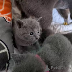 Фото №3. Продажа котят русской голубой окраски мужского и женского пола. Великобритания