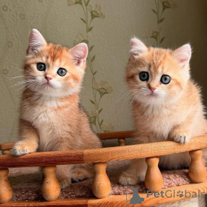 Фото №3. Вот ваше трогательное вступление Познакомьтесь с моей драгоценной маленькой. Франция