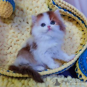 Фото №3. Продажа экзотических британских короткошерстных котят. Великобритания