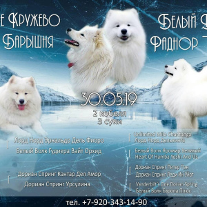 Фото №1. самоедская собака - купить в Тейково за 25000руб. Объявление №3175