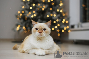Дополнительные фото: Очаровательный белый кот Пончик ищет дом и любящую семью!