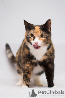 Фото №2 к объявлению №166041 о продаже  - купить в России частное объявление