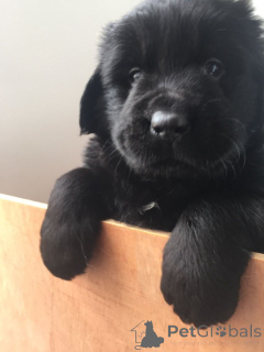 Фото №3. Щенки ньюфаундленда.  Бельгия