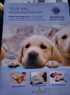 Фото №2 к объявлению №128364 о продаже золотистого ретривера - купить в Финляндии заводчик