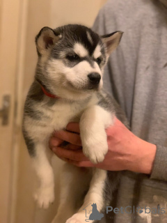 Фото №3. Щенки сибирского хаски.  Дания