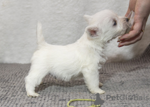 Фото №3. Питомник предлагает щенков west highland white terrier.  Молдова