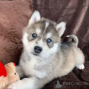 Фото №3. Сука хаски Возраст 12 недель Цена 700 Доставка или самовывоз Хорошо.  Германия