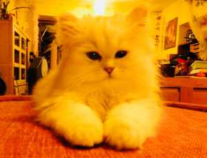 Фото №3. Персидские котята серебристые. Бельгия