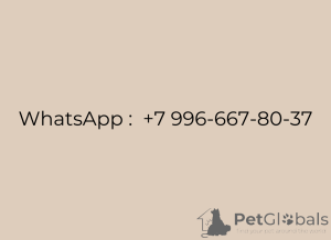 Фото №4. Продажа померанского шпица в Москва частное объявление, заводчик - цена 13000₽