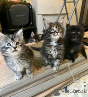 Фото №2 к объявлению №138850 о продаже мейн-кун - купить в Германии частное объявление, заводчик