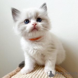 Фото №3. Продаются красивые котята Рэгдолл. США