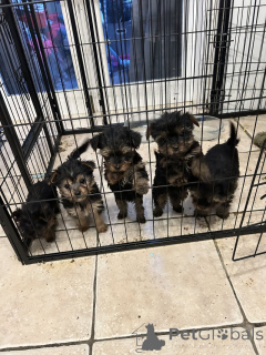 Фото №1. йоркширский терьер - купить в Алгермиссен за договорная. Объявление №166073