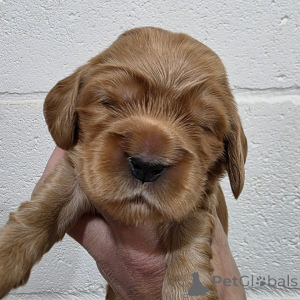 Фото №3. Бадди Игривый кобель Английский кокер-спаниель.  Финляндия