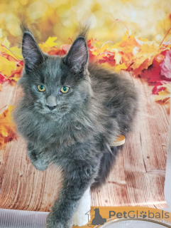 Дополнительные фото: Шикарные котята мальчики