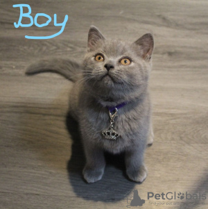 Фото №3. Beautiful Blue and Colourpoint Blue British Shorthair kittens. Турция